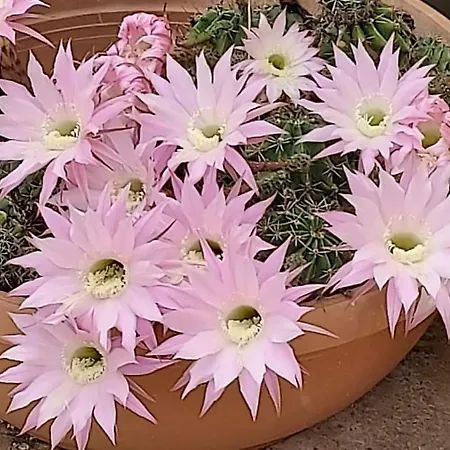 Apartment Diogenis Ground Lefkas