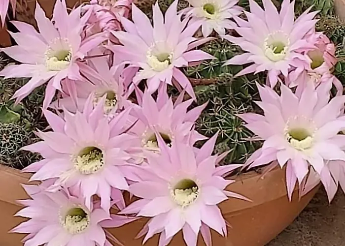 Apartment Diogenis Ground Lefkas